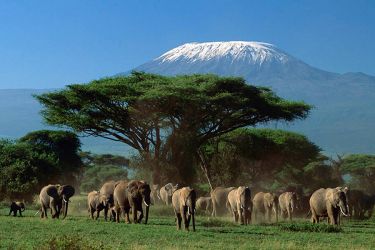 Tsavo National Park and Mombasa Beach (10 Days Tour)