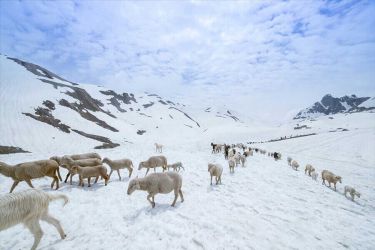 Eastern Himalayan Delight