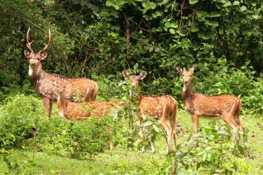 Guwahati & Kaziranga