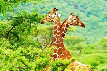 Golden Triangle with Royal Safari