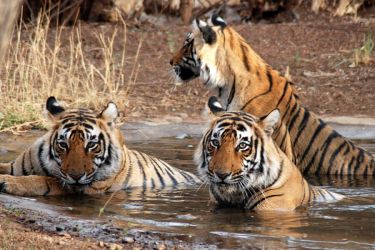 Golden Triangle with Tiger